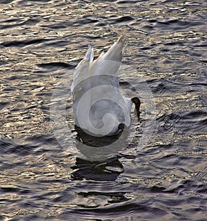 Large Swan Eating off Botton of the Lake