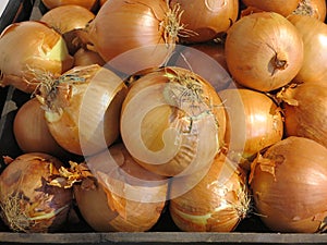 Spanish Onions photo