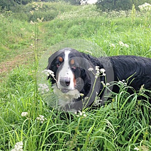 Large Swiss shepherd walking on a lawn in a green high grass