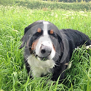 Large Swiss shepherd walking on a lawn in a green high grass