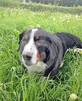 Large Swiss shepherd walking on a lawn in a green high grass