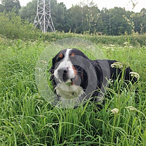 Large Swiss shepherd walking on a lawn in a green high grass