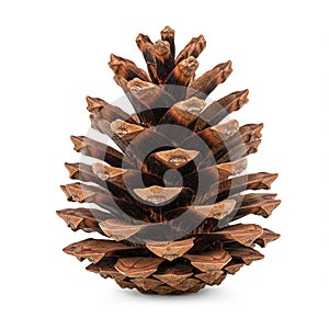 A large, symmetrical pine cone displayed on a plain white background. The cone is