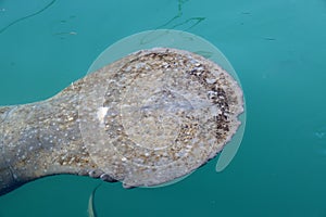 The large tail of a manatee, or sea cow in shallow water.