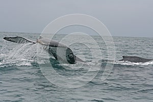 Large Tail Slap of a Humpback Whale