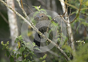 Large-tailed antshrike, Mackenziaena leachii