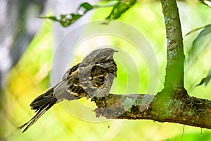 Large-tailed Nightjar bird on branch