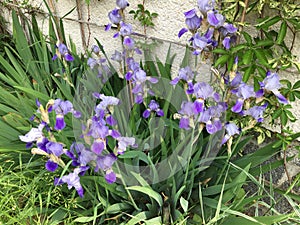 Large tall purple irises, bed by the wall of the house.