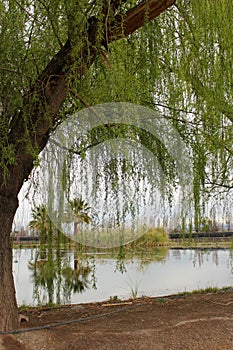 Large and tall Salix babylonica tree with thin branches and green leaves falling into ground