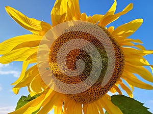 A large and tall sunflower in the park. Ingathering. Summer landscape.