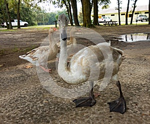 A close-up of a beguiling trumpeter swan in the summertime photo