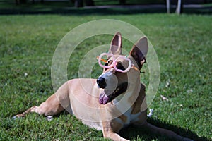 Large tan mongrel dog with white chest, wearing pumpkin glasses for Halloween, lying on the lawn. Concept pets, animals, dogs in