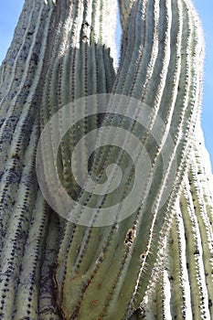 Of large, tangled saguaro cactus arms in the Sonoran Desert, Arizona