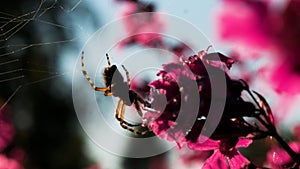 A large tarantula in macro photography. Creative.A big fluffy spider on a web next to a purple orchid. photo