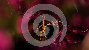 A large tarantula in macro photography. Creative.A big fluffy spider on a web next to a purple orchid. photo