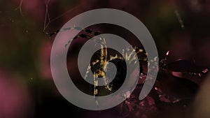 A large tarantula in macro photography. Creative.A big fluffy spider on a web next to a purple orchid. photo