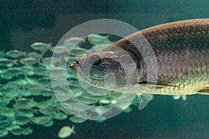 Large Tarpon fish Megalops atlanticus swims