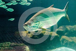 Large Tarpon fish Megalops atlanticus swims