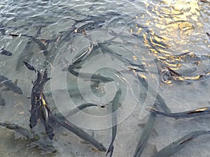 Large tarpon fish in the water in La Guancha in Ponce, Puerto Rico photo
