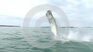 Large tarpon is jumping out of water