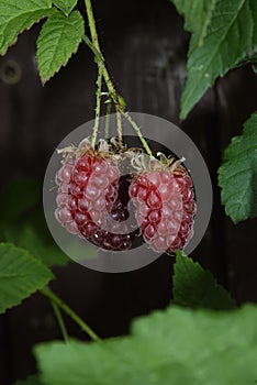 Large tayberry fruit in the garden