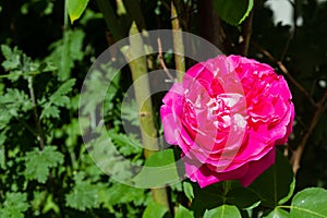 large tea rose flower