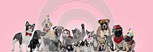 Large team of cats and dogs posing while being dressed