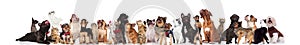 Large team of curious pets wearing bowties and colorful collars