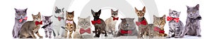 Large team of elegant cats wearing red bowties