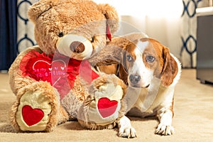 Large teddy bear hugs Beagle mix dog - Wide angle