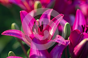 Large tender lily flower in the garden