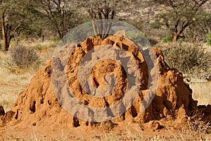 Large termite mound