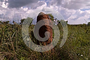 Large termite mound in the Brazilian cerrado with bioluminescence photo