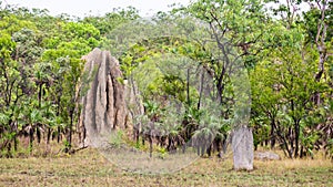 Large Termite Mound in Litchfield National Park, NT, Australia