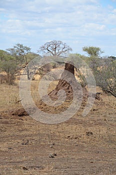 Large termite mound located in Tanzania.