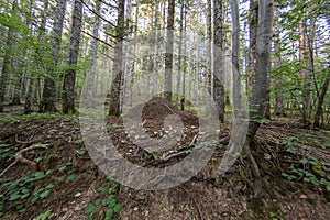 Large termite mound in the woods