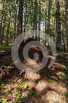 Large termite mound in the woods