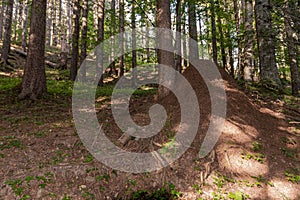 Large termite mound in the woods