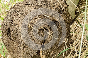 Large Termite Nest