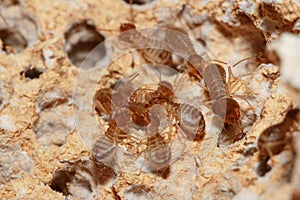 Large termites team group with walking .