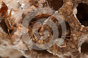 Large termites team with walking.