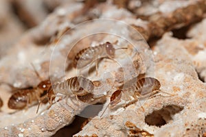 Large termites team with walking.