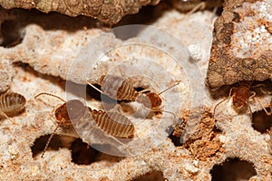 Large termites team with walking.