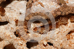 Large termites team with walking.