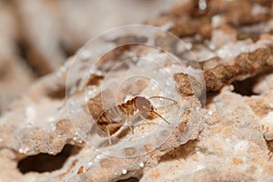 Large termites with walking.