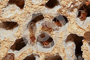 Large termites with walking.