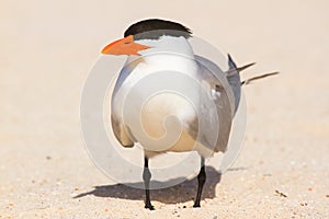 Large tern
