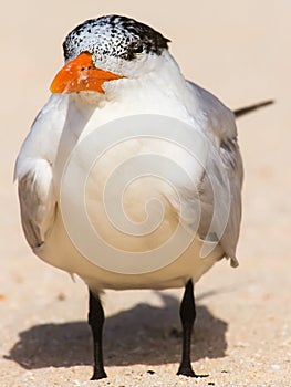 Large tern