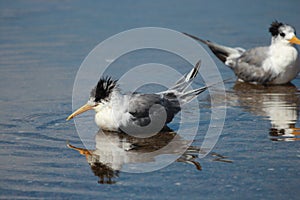 Great Crested Tern in Australia