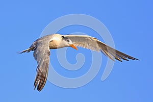 Great Crested Tern in Australia